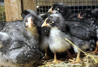 Dominique Chicks