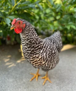 Dominique hens