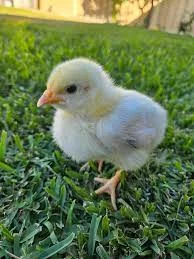 Light Sussex Day-Old Chicks