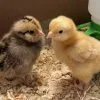 Baby Chicks Buff Orpington