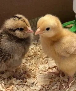 Baby Chicks Buff Orpington