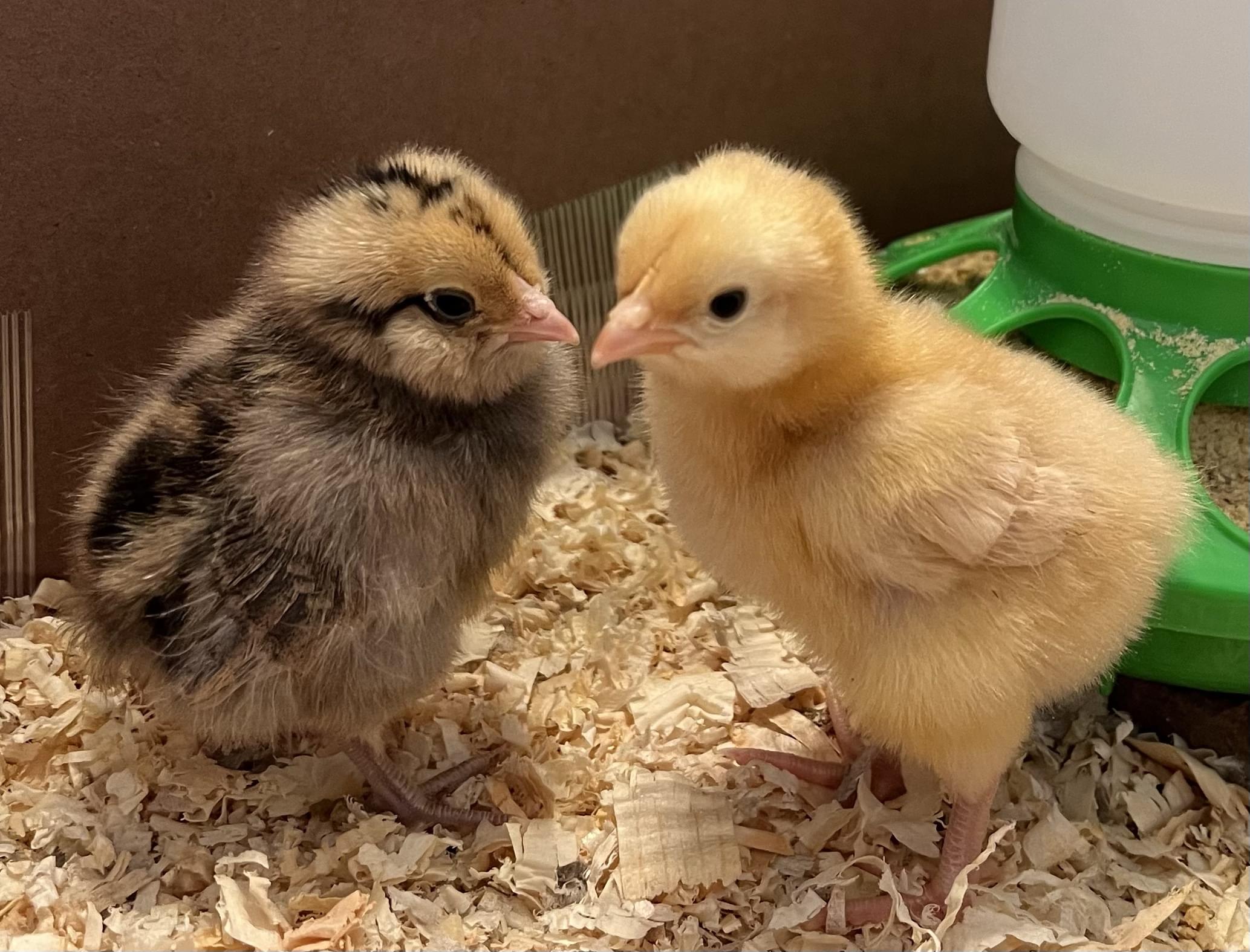 Baby Chicks Buff Orpington