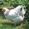 light brahma hens for sale