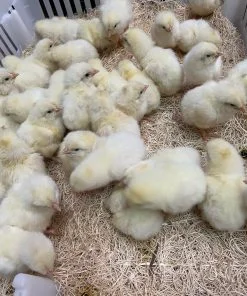 white leghorn day old chicks