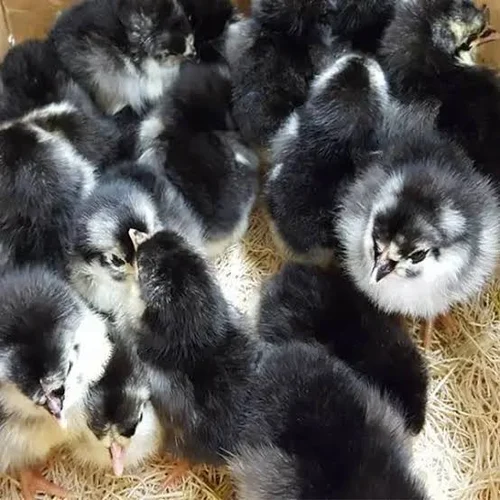 black australorp chicks