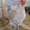 lavender orpington roosters