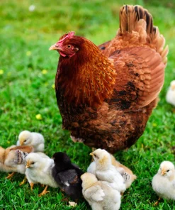 rhode island red hen for sale