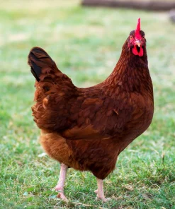 rhode island red hen for sale