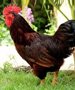 rhode island red rooster for sale