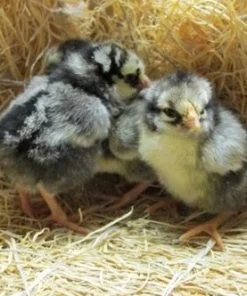silver-laced-wyandotte-chicks