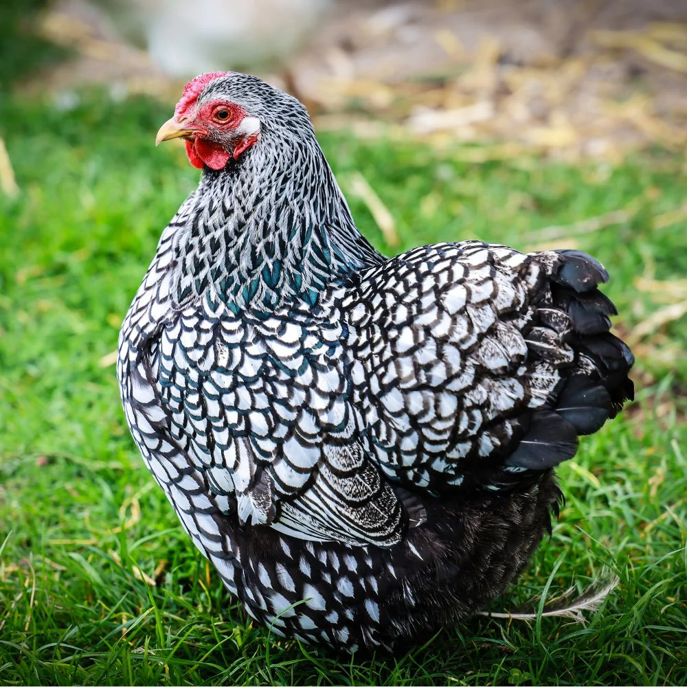 Silver Laced Wyandotte Silver Laced Wyandotte