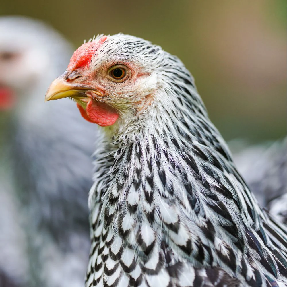 Silver Laced Wyandotte Silver Laced Wyandotte