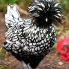 silver laced polish chicken for sale