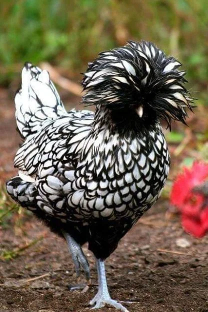 silver laced polish chicken for sale