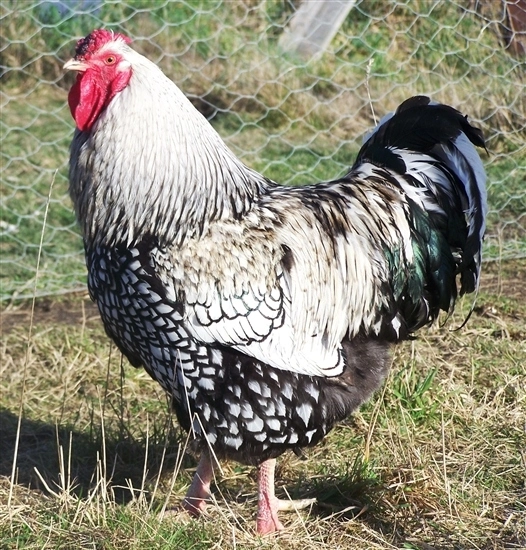 black laced silver wyandotte