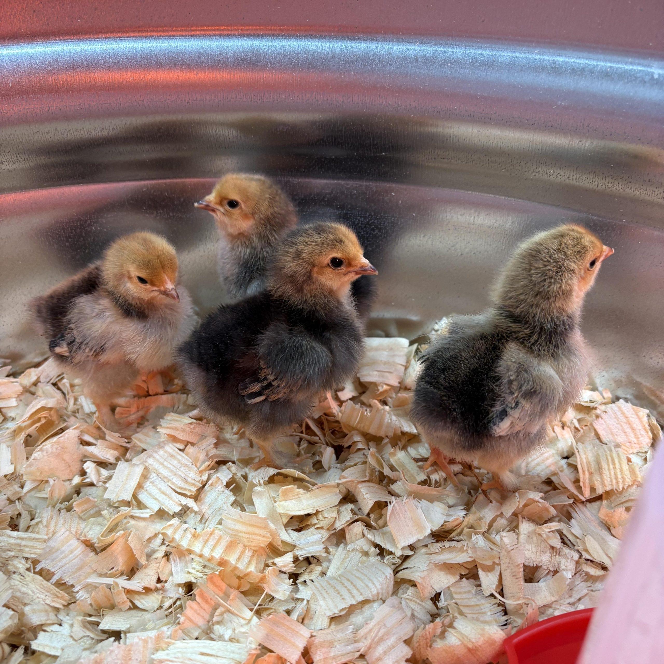 buff brahma chicks for sale buff brahma chicks for sale