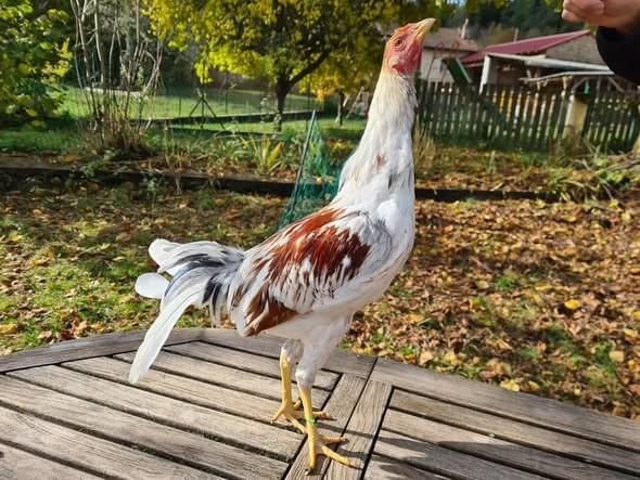 Spanish Gamefowl 1