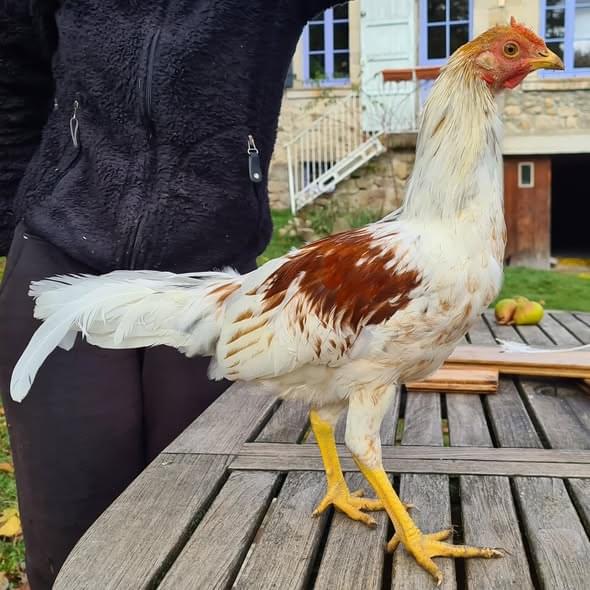 Spanish Gamefowl 6