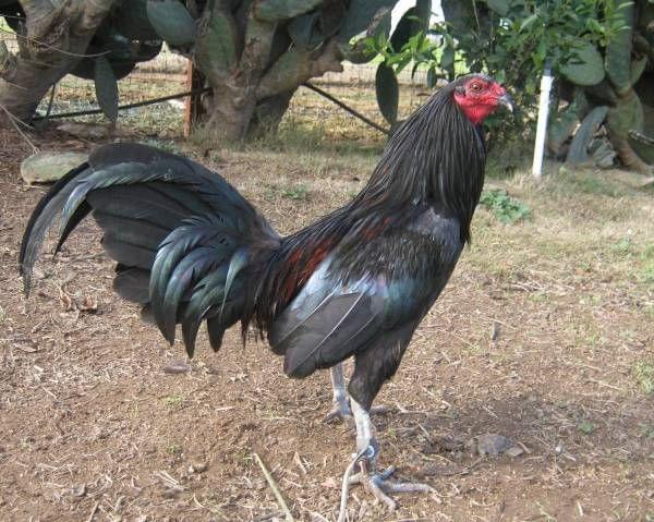 Black Round Head Game Fowl