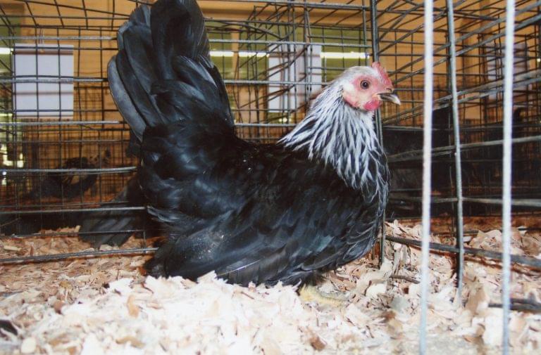 img835-768x505-1 gray japanese bantam hens for sale