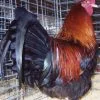 red dorking chickens for sale