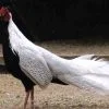 silver pheasant pair for sale