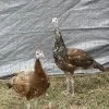 Spalding Purple Black Shoulder Peafowl Pair
