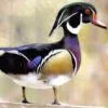 wood duck pair for sale