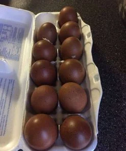 black copper marans eggs for sale