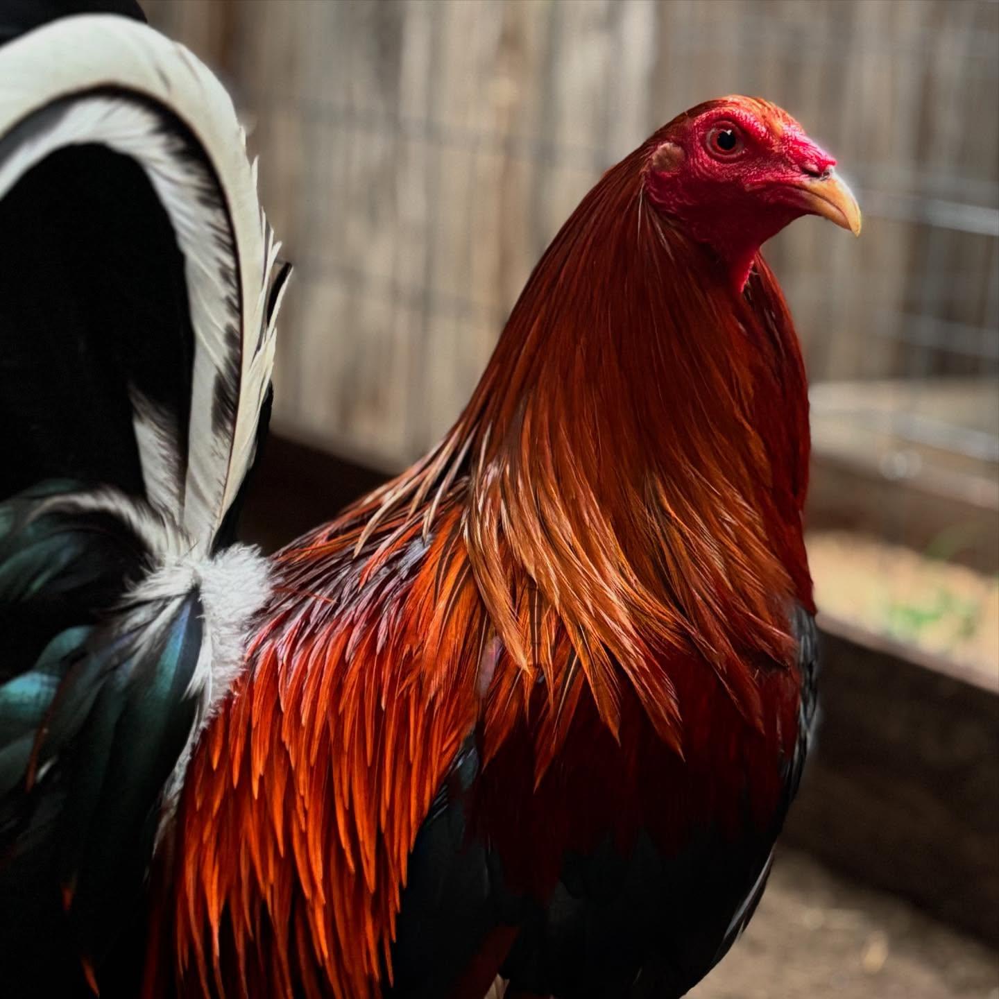 Bruce Barnett Kelso gamefowl for sale 1