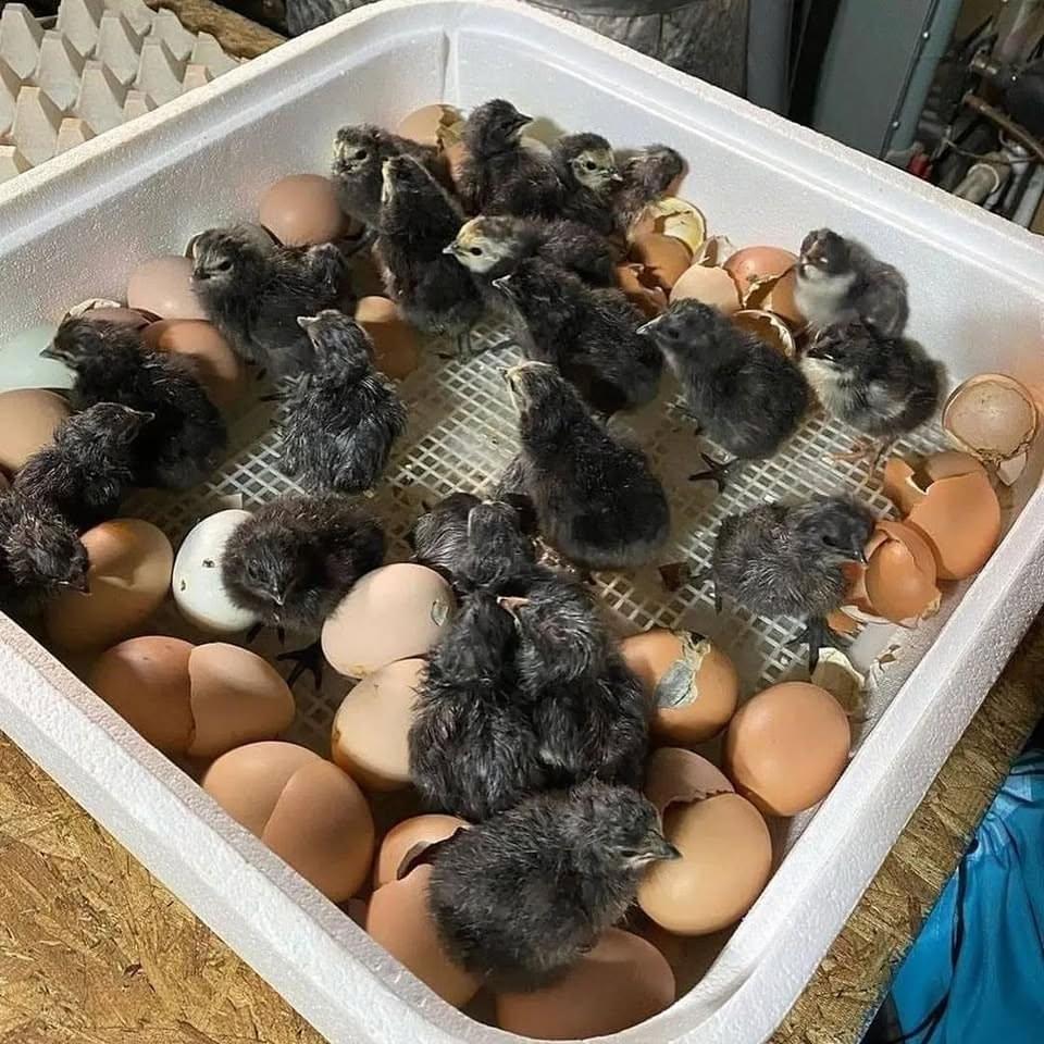 day-old Cardinal Club Kelso chicks