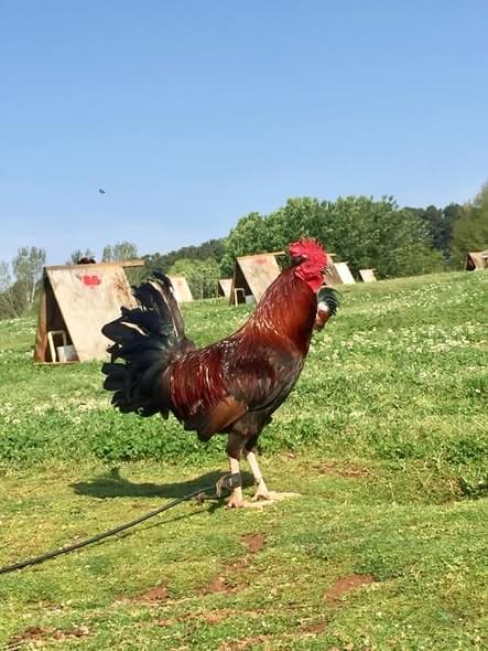 Pure Griffin Claret for Sale 1 2