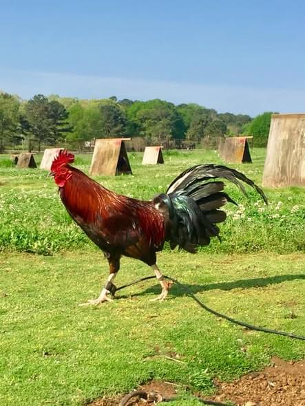 Pure Griffin Claret for Sale