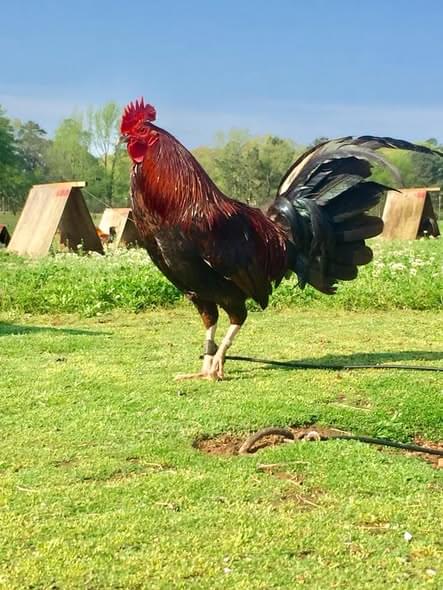 Pure Griffin Claret for Sale 1