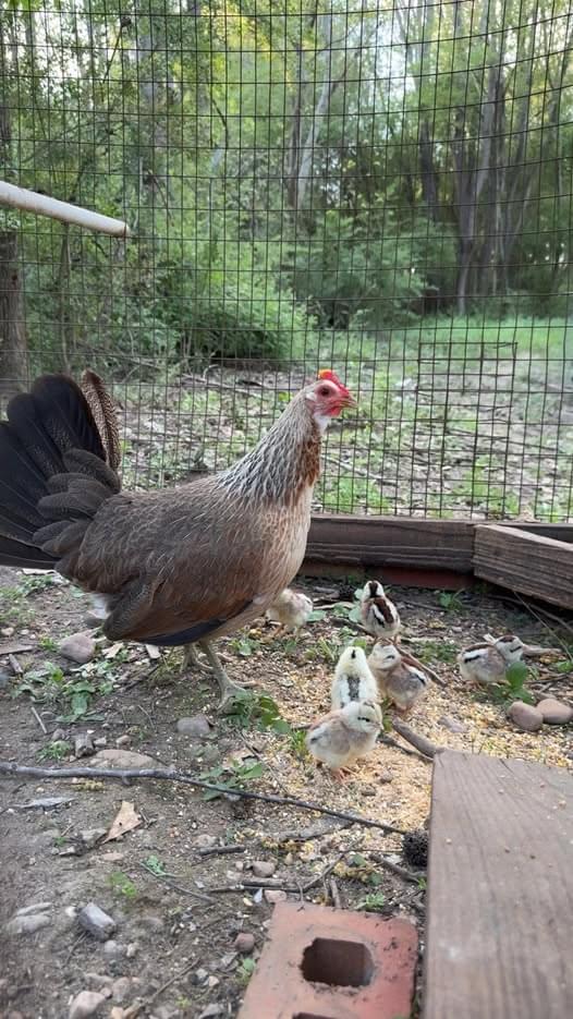 day-old pure Grey chicks