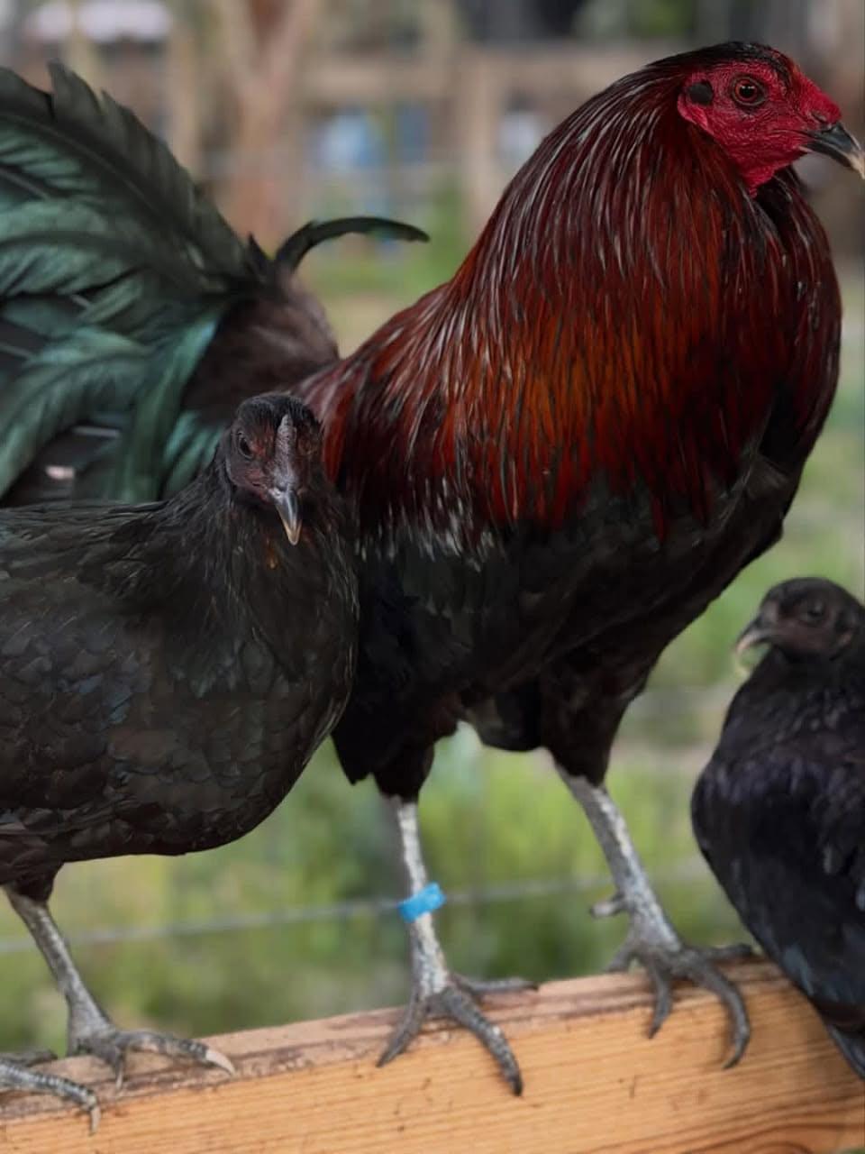 Premium McCrea Gamefowl Trio