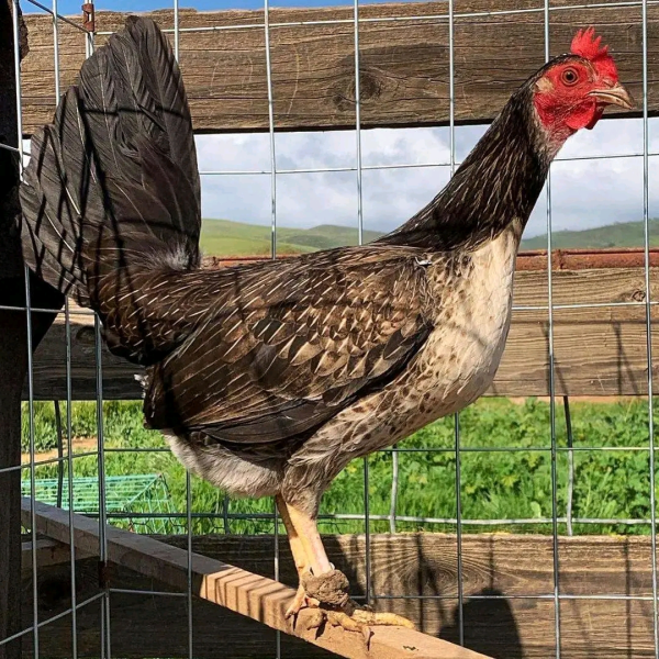 Brassback Albany Hens