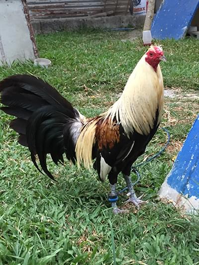 GreyBlades Game Roosters for Sale