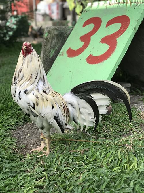 Peppers roosters for sale
