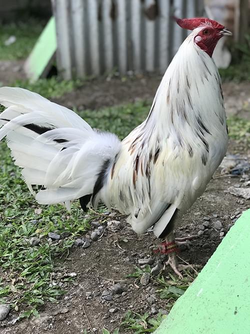 Peppers roosters for sale 1