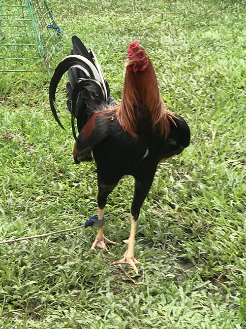 RedNecks Game Roosters for Sale