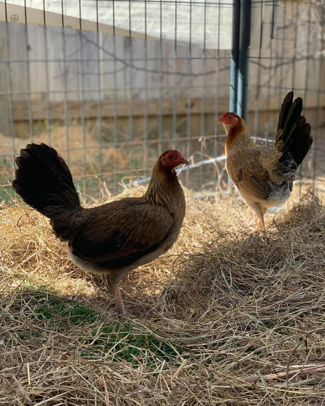 Lemon Sweater gamefowl pullets