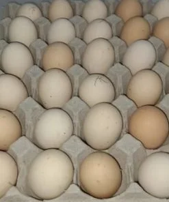 Available Black Laced Silver Wyandottes Hatching Eggs