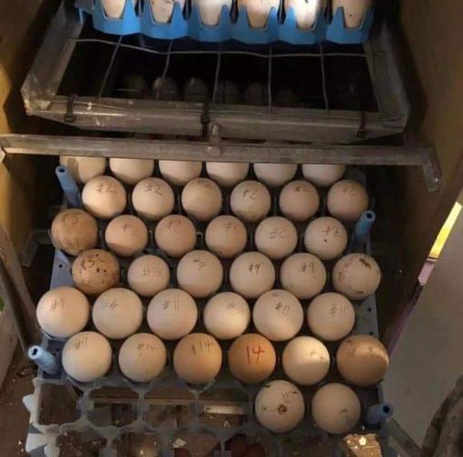 Brown red hatching eggs Brown red hatching eggs