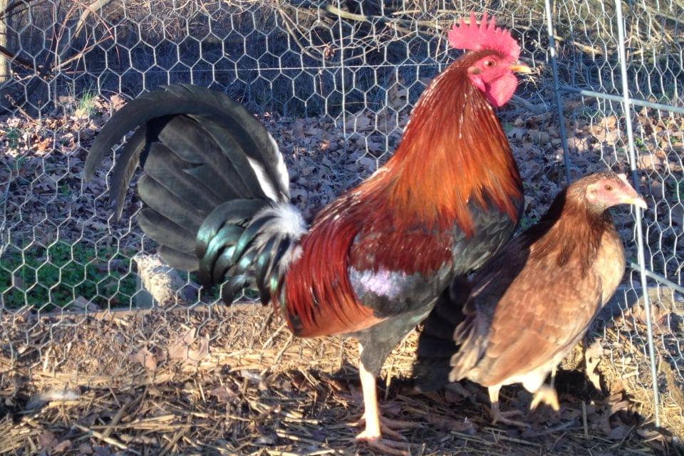 Griffin Claret Gamefowl Hens for Sale
