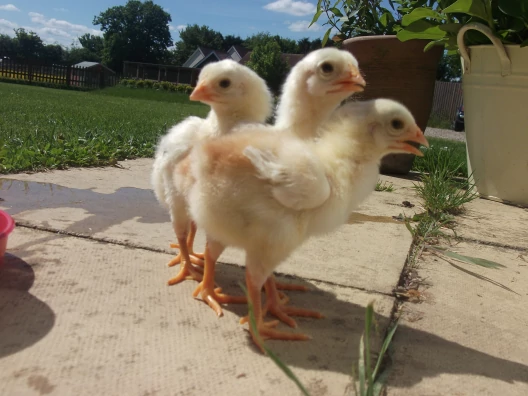 day-old malay gamefowl chicks for sale