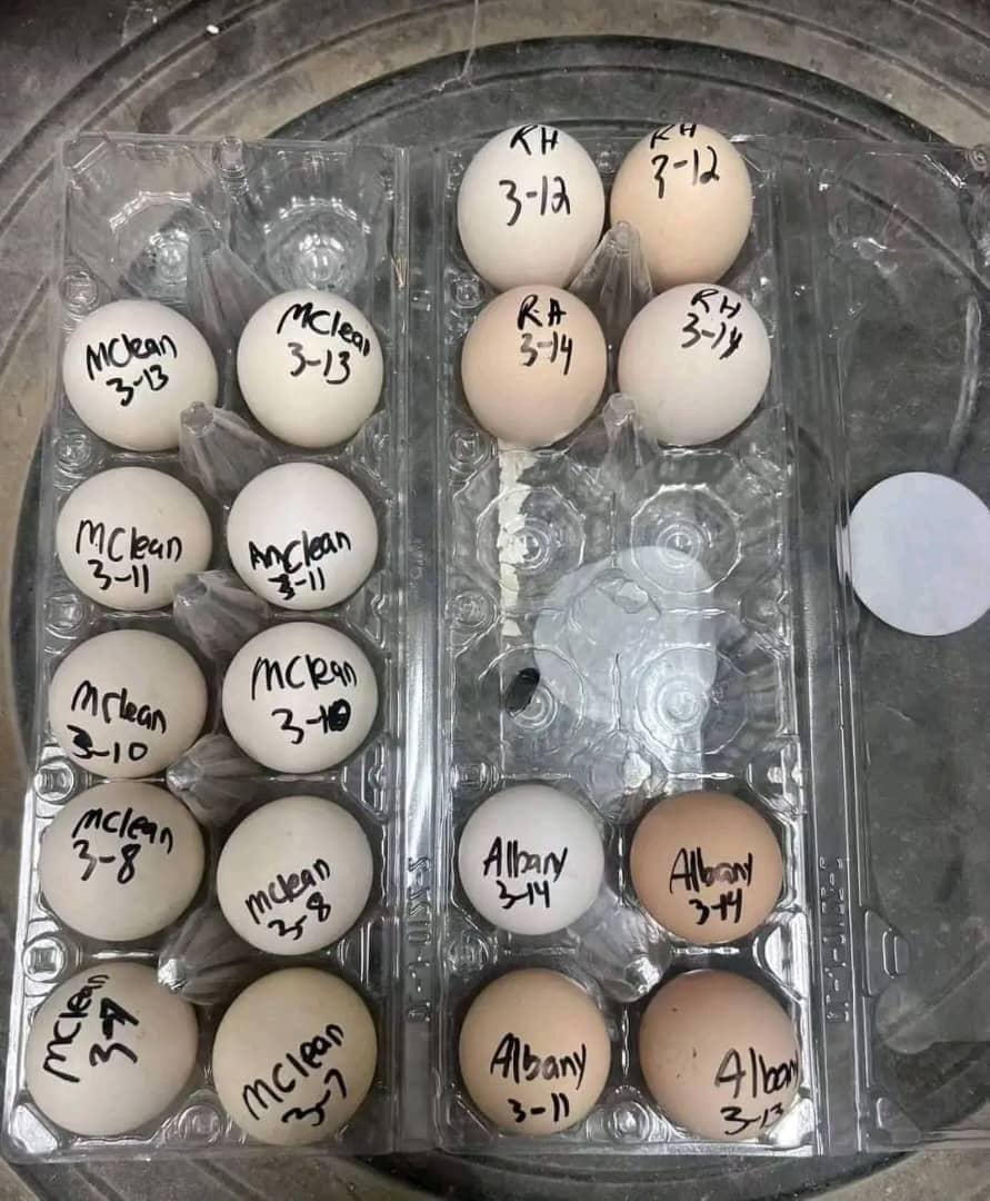 McLean Hatch fertile hatching eggs McLean Hatch fertile hatching eggs