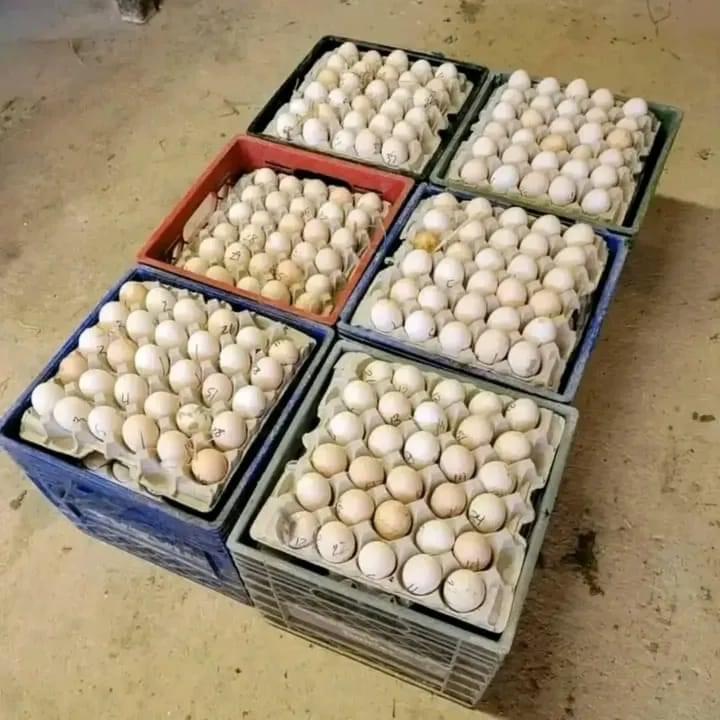 Morgan White Hackle Claret hatching eggs Morgan White Hackle Claret hatching eggs