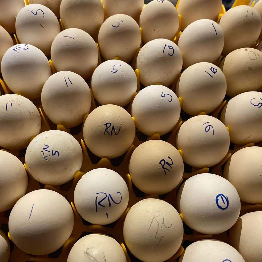 Radio Leiper Gilmore Hatch Hatching Eggs for Sale