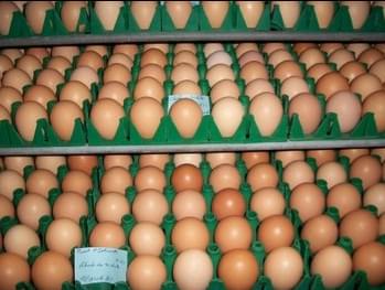 Rhode Island Red Hatching Eggs